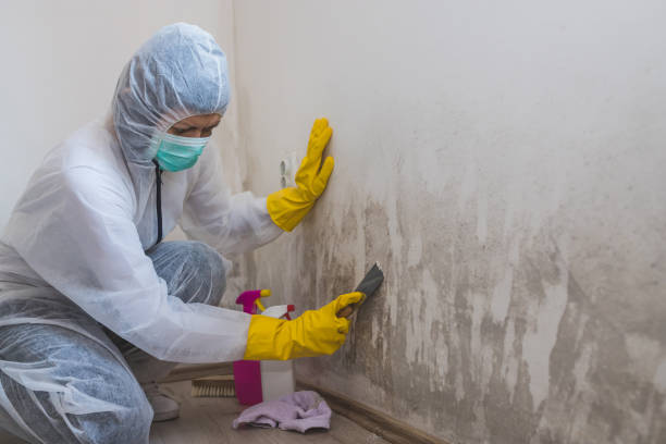 Best Black Mold Removal  in Cherokee Village, AR