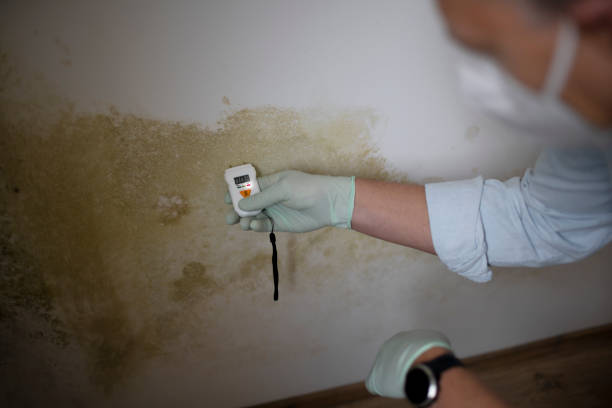 Best Best Mold Removal Companies  in Cherokee Village, AR
