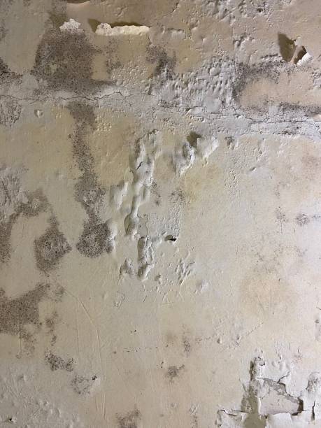 Best Residential Mold Removal  in Cherokee Village, AR