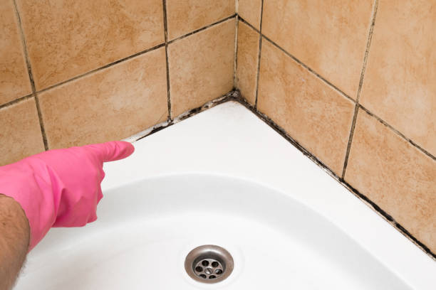Best Professional Mold Removal  in Cherokee Village, AR